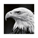 CALENDAR PERETE EGO, 13 FILE, ANIMALE*