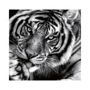 CALENDAR PERETE EGO, 13 FILE, ANIMALE*