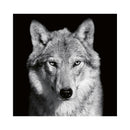 CALENDAR PERETE EGO, 13 FILE, ANIMALE*