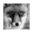CALENDAR PERETE EGO, 13 FILE, ANIMALE*
