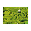 CALENDAR PERETE EGO, 13 FILE, GREEN*