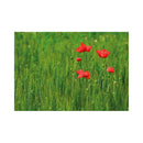 CALENDAR PERETE EGO, 13 FILE, GREEN*