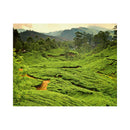 CALENDAR PERETE EGO, 13 FILE, GREEN*