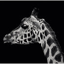 CALENDAR PERETE EGO FOTOGRAFII, 13 file*